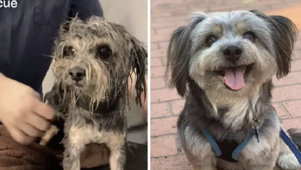 До/после: 20 спасенных собак, которые стали счастливыми