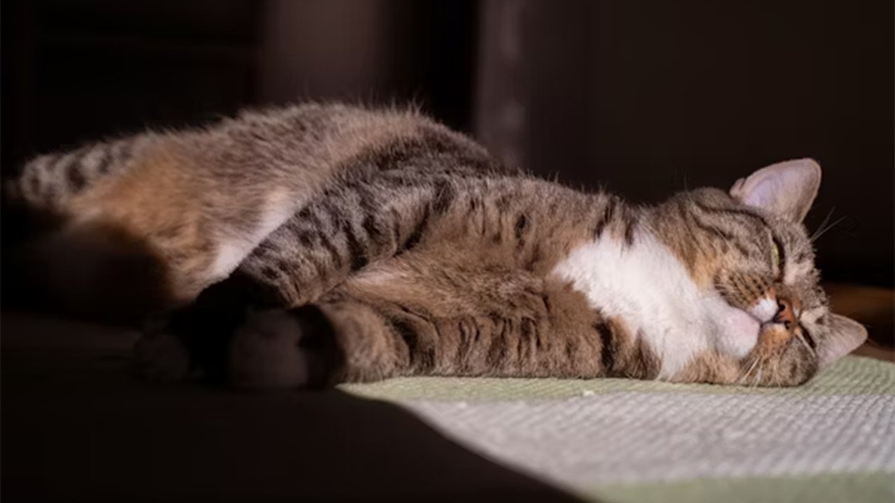 Кошка греется на солнце Кошка греется на солнце