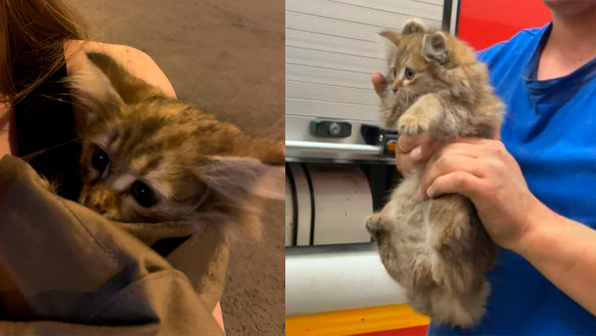 Крохотный котенок поднял на уши МЧС, полицию и пожарных на Урале