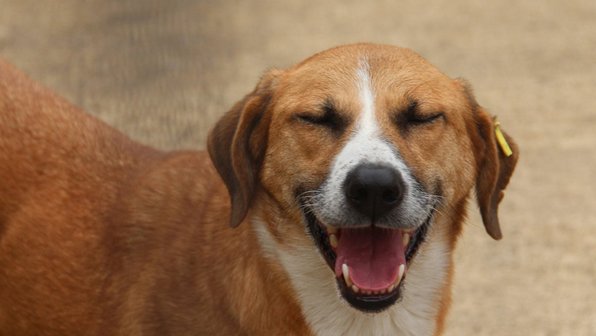 5 историй спасения собак, которые расторгают вас до слез