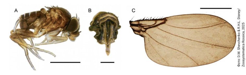 особенности мух-горбаток Microselia rossica (Phoridae)