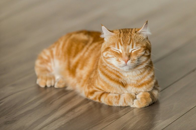 кошка кошка
