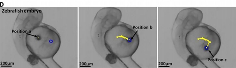 Движение микроробота в эмбрионе данио-рерио. Фото: Junyang Li et al. / Science Robotics, 2018