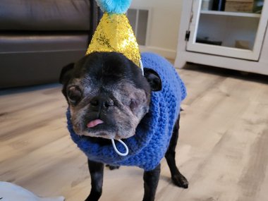 WORLD'S UGLIEST DOG