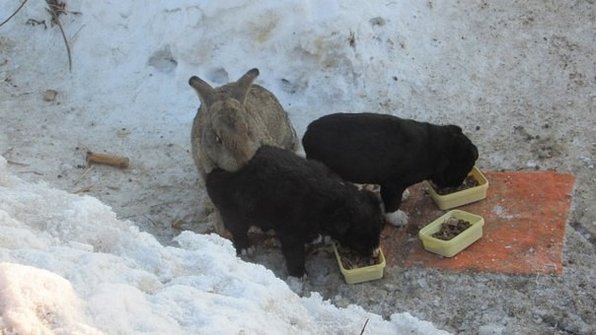 В омском селе кролик ухаживает за тремя щенками убитой собаки