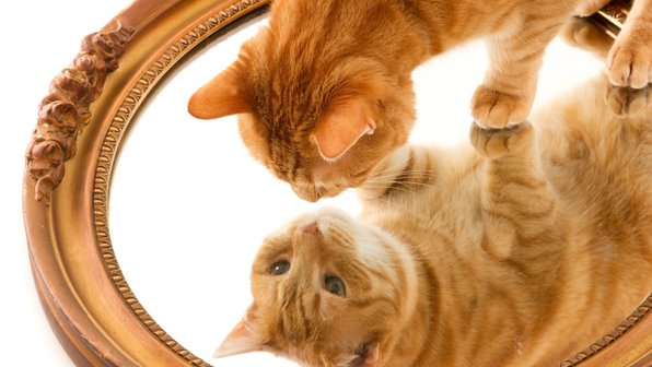 «Я ль на свете всех милее?» Что кошка видит в отражении зеркала