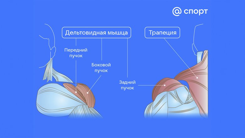 Инфографика дельтовидной мышцы и трапеции. Инфографика дельтовидной мышцы и трапеции.
