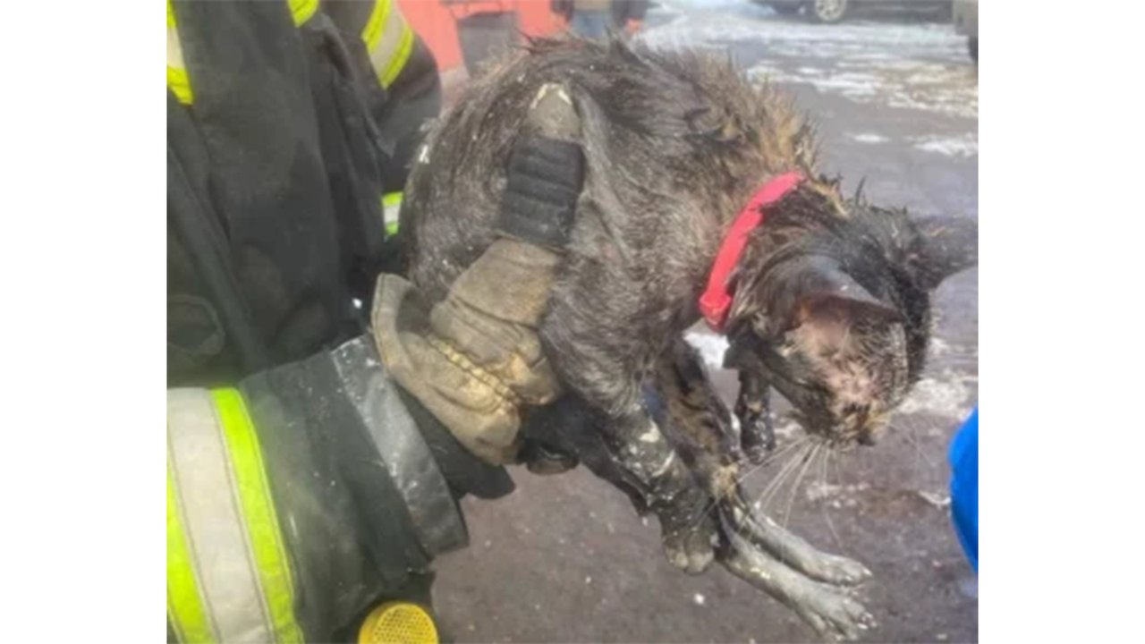 В Черняховске во время пожара спасли 6 человек и кота В Черняховске во время пожара спасли 6 человек и кота