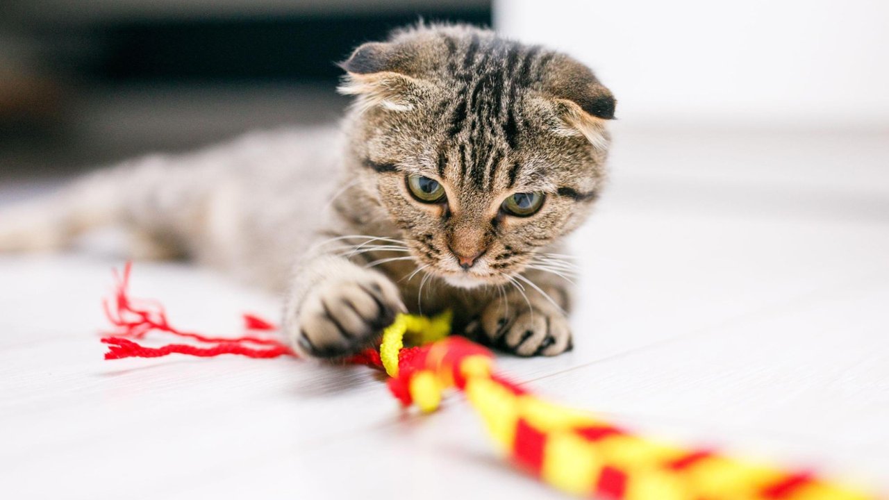 Кошка па полу Кошка па полу