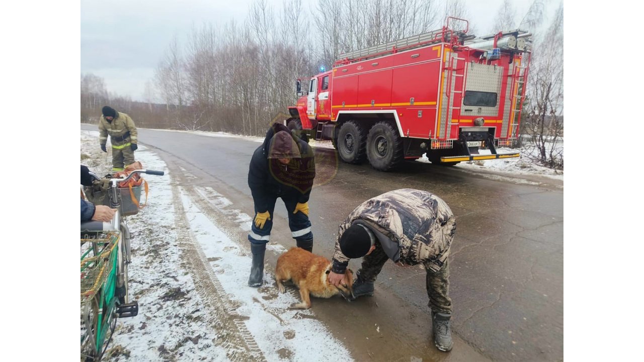 Под Ярославлем люди вытащили из полыньи собаку