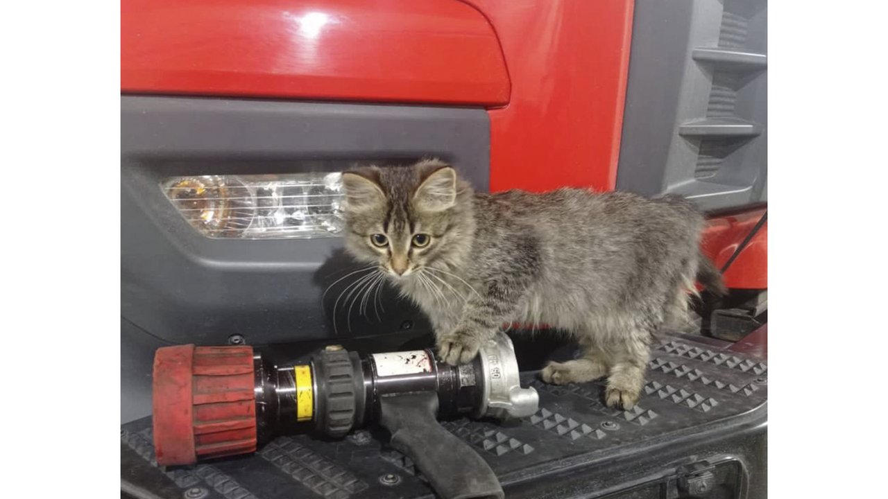 Котенок стал талисманом Котенок стал талисманом