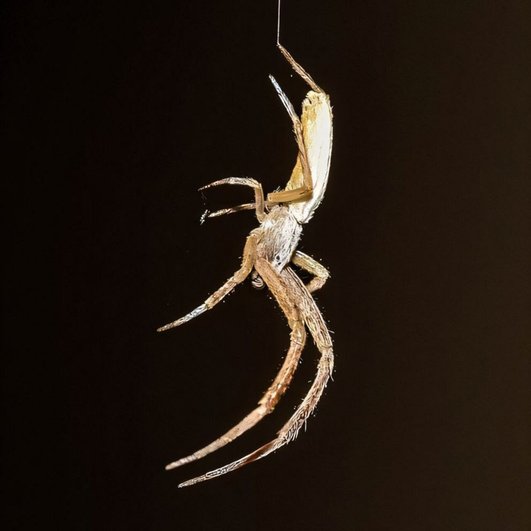 Самец перистоногого паука Uloborus plumipes Самец перистоногого паука Uloborus plumipes