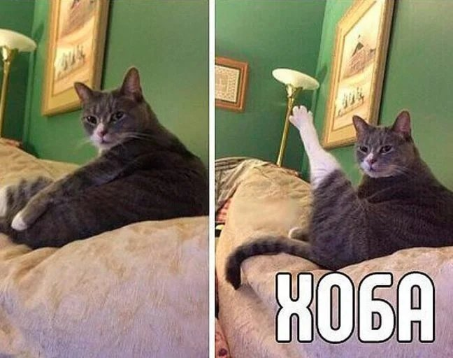 Кот, который делает «Хоба!»