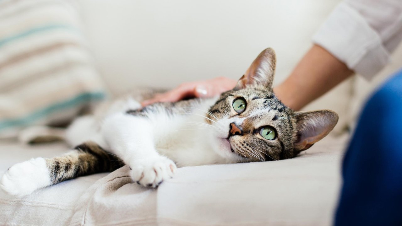 Кошка Кошка