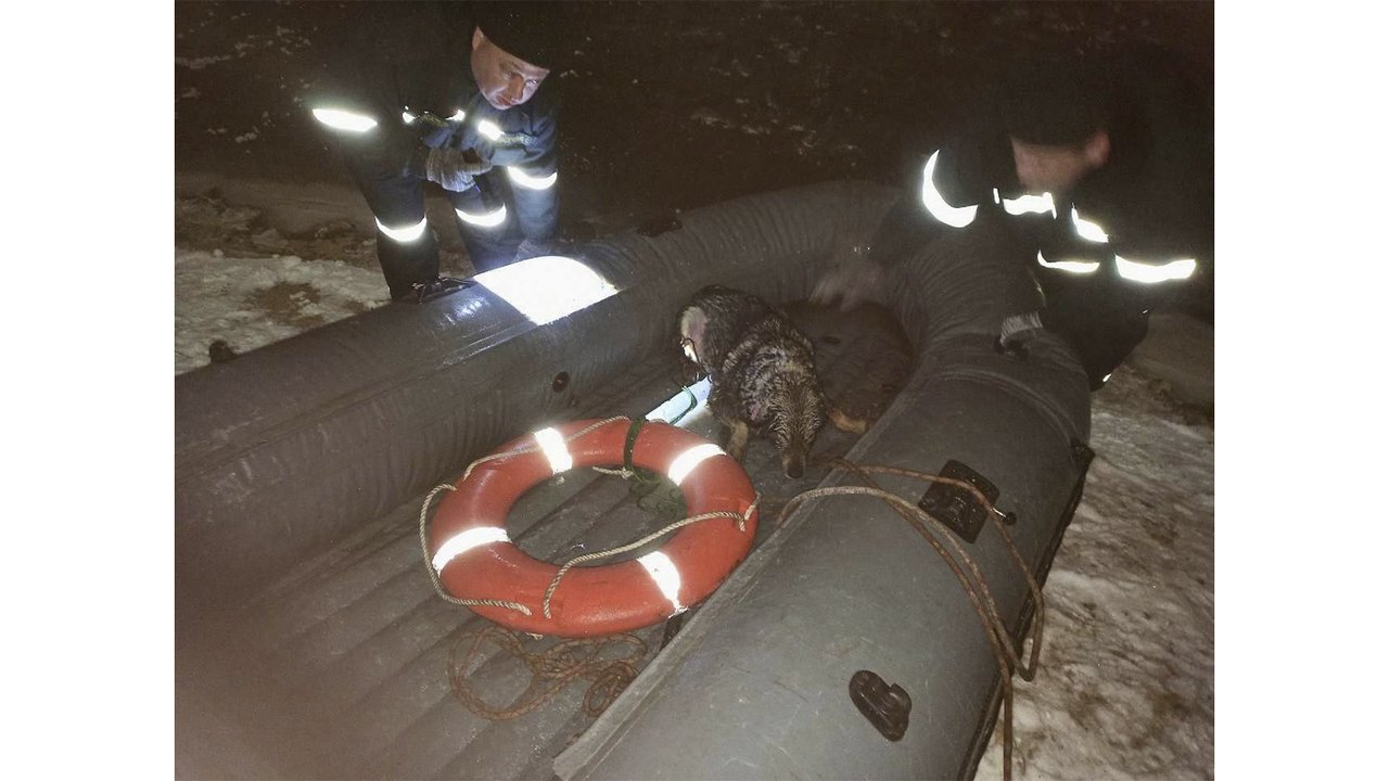 В Нижнем Новгороде спасли дворняжку, упавшую в Оку В Нижнем Новгороде спасли дворняжку, упавшую в Оку