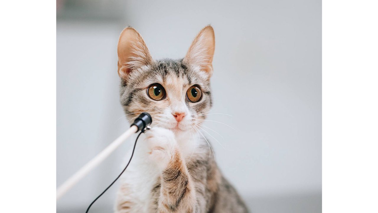Котенок, которого спасли в январе, изменился до неузнаваемости Котенок, которого спасли в январе, изменился до неузнаваемости