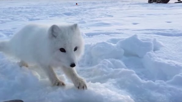 «Наглый песец» с Ямала вернулся за рыбой и привел подругу (видео)
