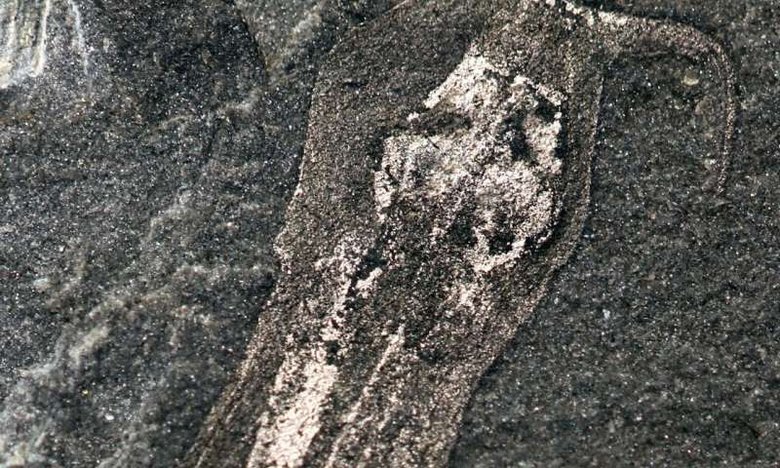 Окаменелые останки древнего червя, возрастом примерно 508 миллионов лет. Фото: Luke Alexander Parry/University of Bristol--Yale University