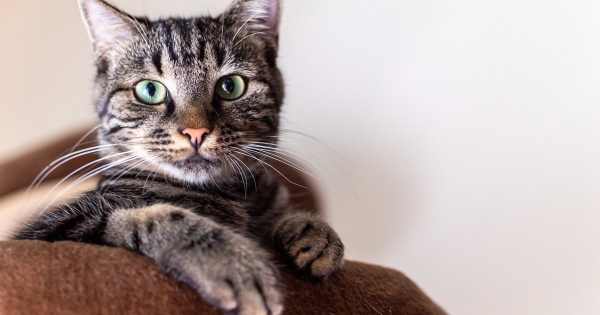 Как отучить кошек царапать мебель: ответ ученых