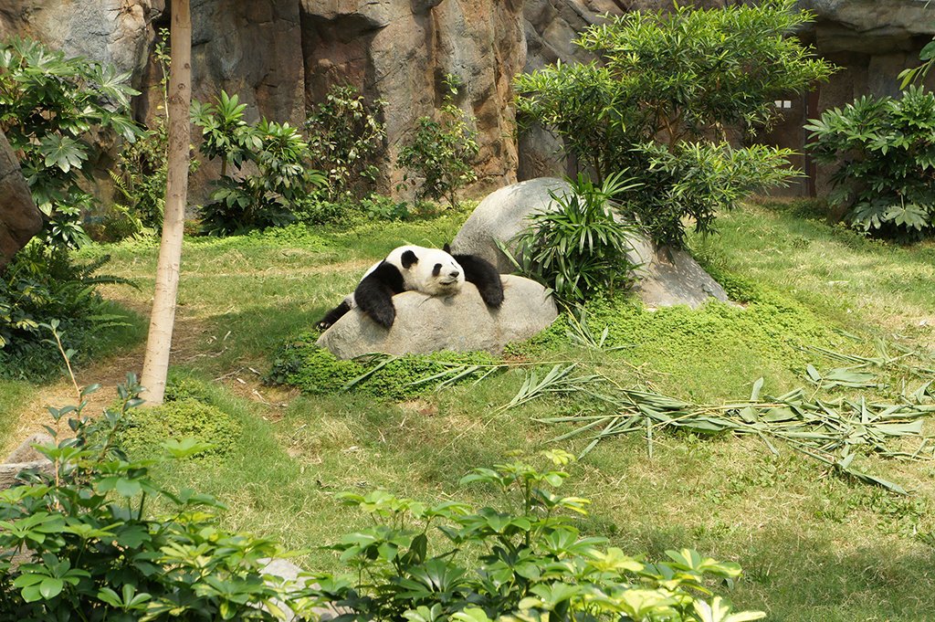Основную часть своей жизни панда проводит в одиночестве