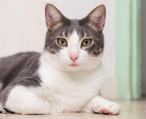Кошка