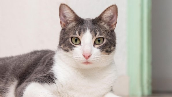 20 вещей, которые действительно могут напугать кошку