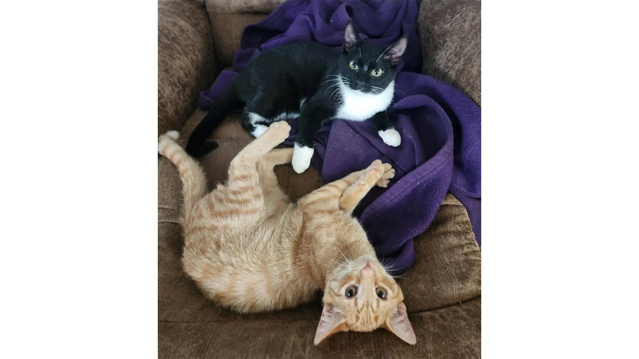 Брошенный котенок нашел друга с похожей судьбой Брошенный котенок нашел друга с похожей судьбой