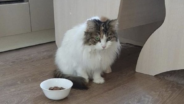 В Благовещенске люди кормят запертую кошку через дверной глазок