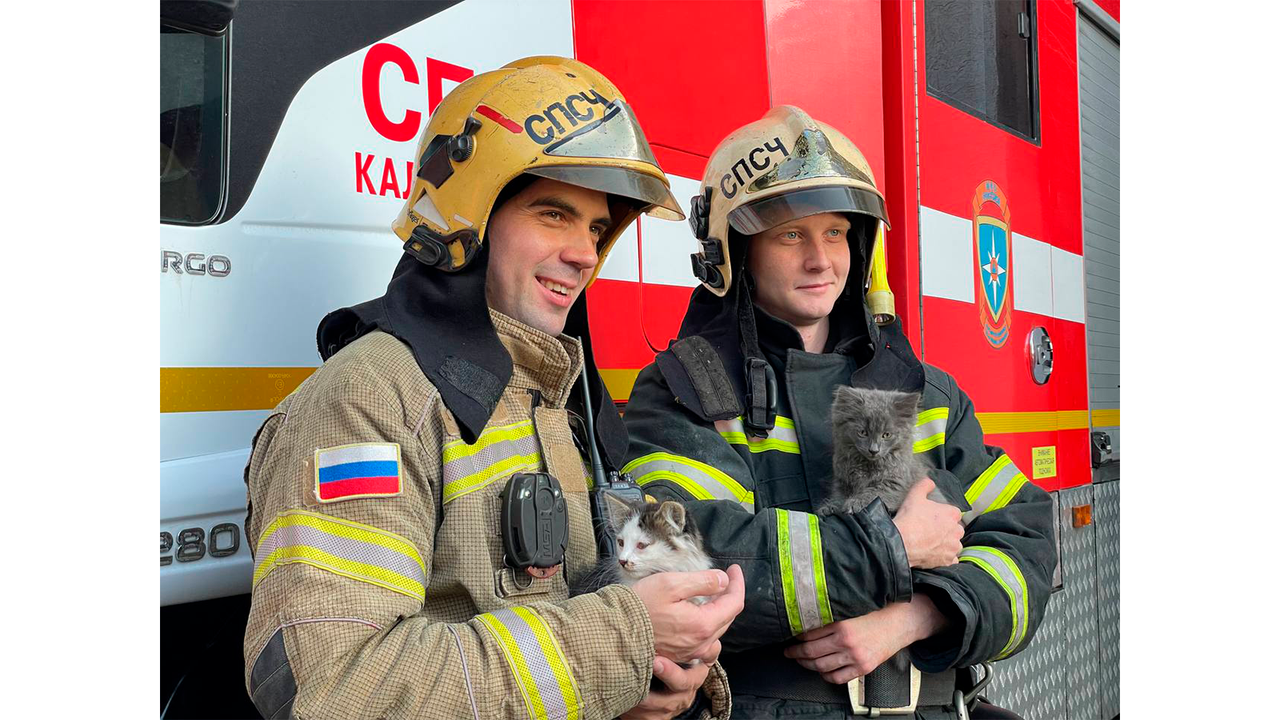 Котята пришли в пожарную часть и попросили помощи в Калининграде Котята пришли в пожарную часть и попросили помощи в Калининграде