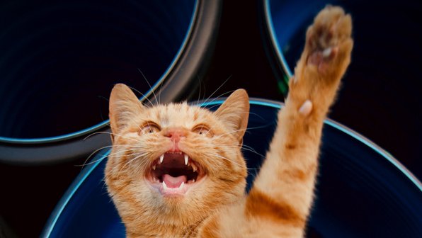 Во весь голос! Умеют ли коты петь?