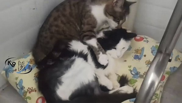 Кот и кошка встретились в иркутском приюте и полюбили друг друга