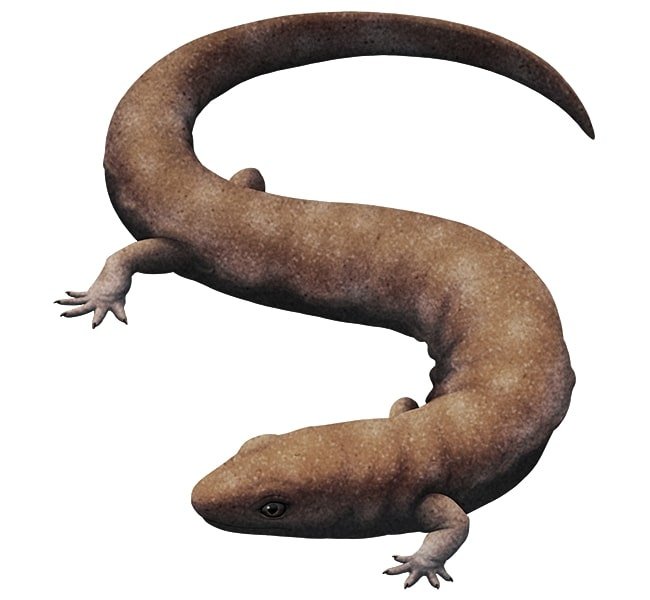 Westlothiana lizziae Westlothiana lizziae
