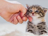 Content image for: 481673 | Как приучить котенка к лотку
