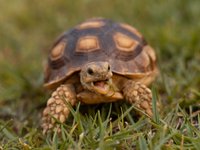 Сухопутная черепаха: плюсы и минусы