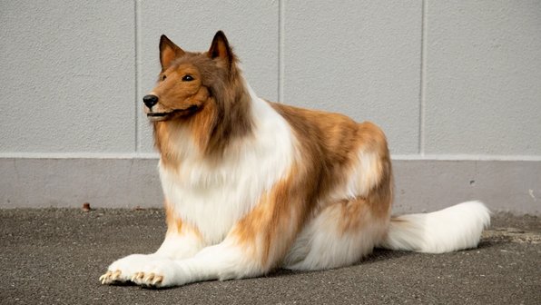 Японец, который потратил 14 тысяч долларов, чтобы стать собакой, передумал