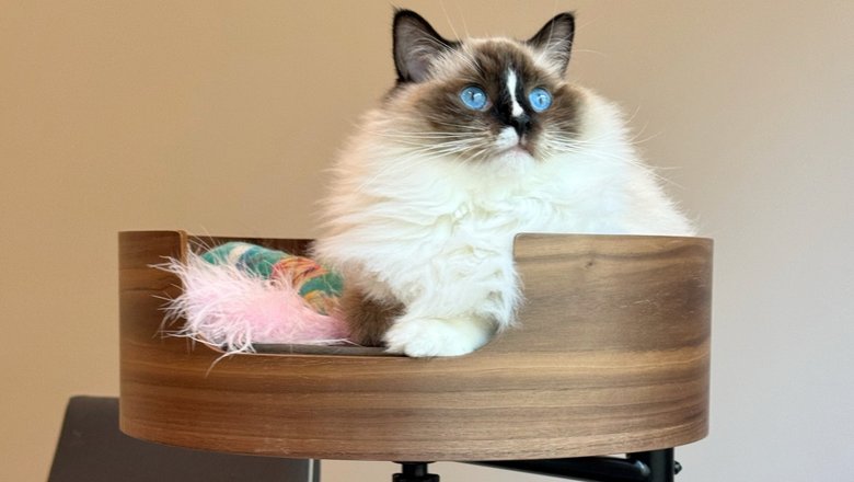 Desk Nest Cat Bed