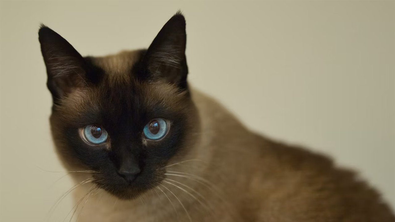 Сиамская кошка Сиамская кошка