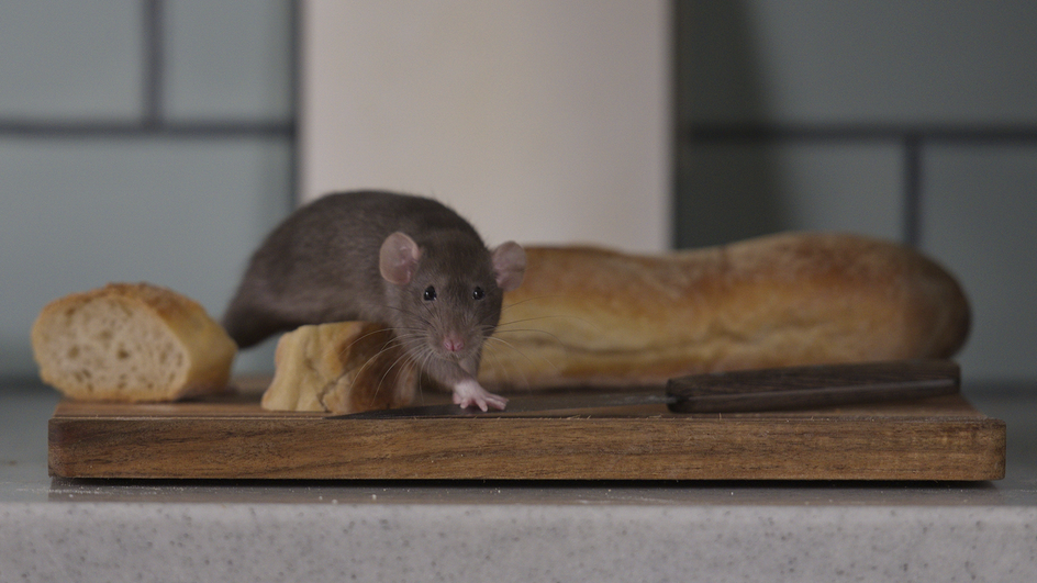 Серая крыса ползает по хлебу