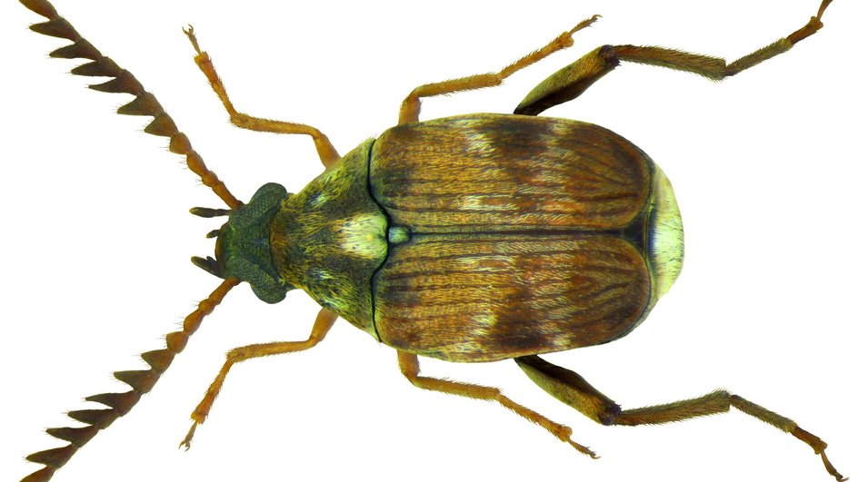 Жук азуки (Callosobruchus chinensis) Жук азуки (Callosobruchus chinensis)