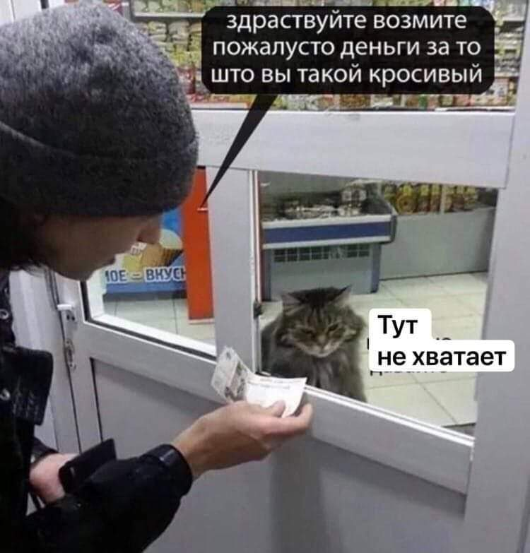 Кот-Продавец