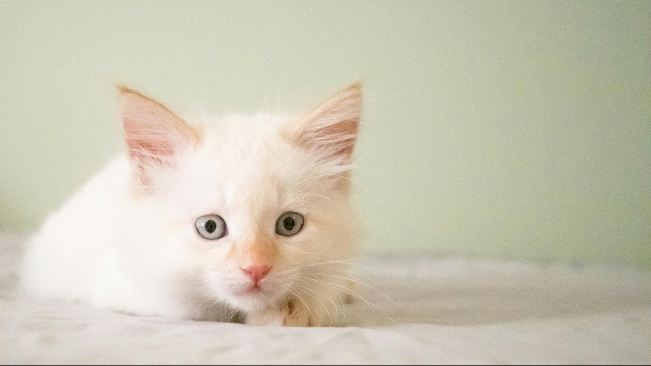 Котенок Котенок