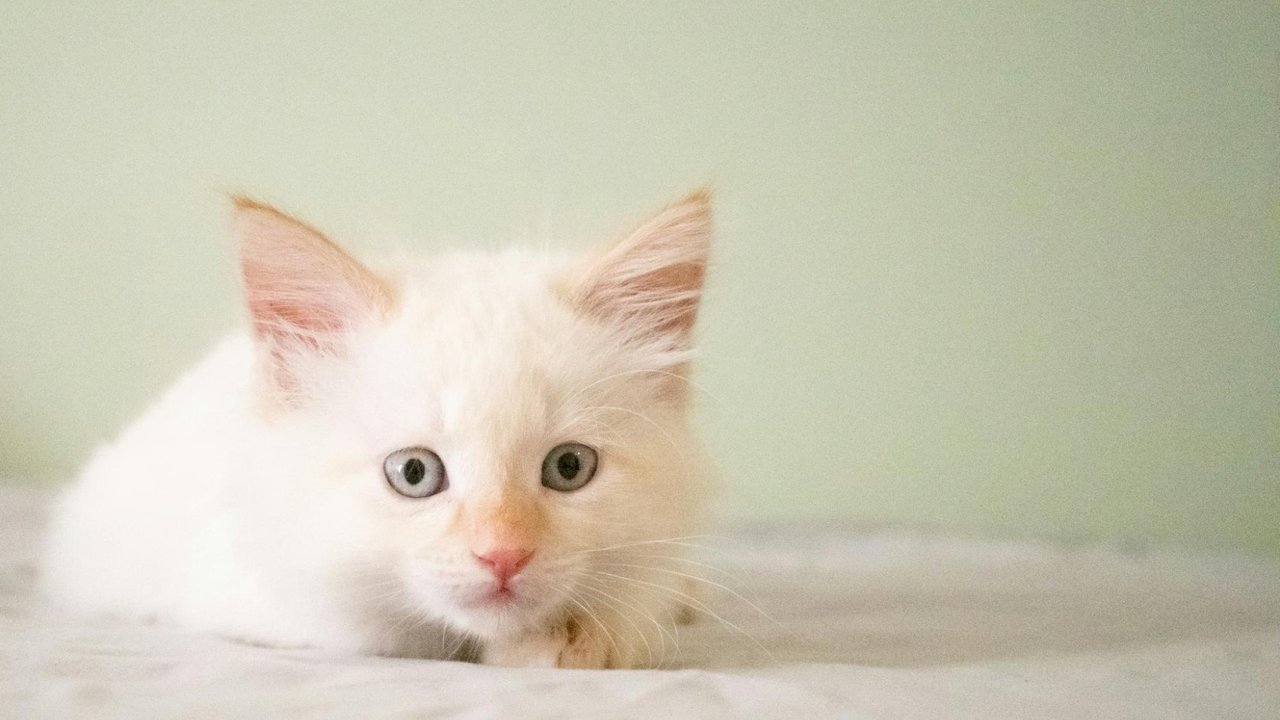 Котенок Котенок