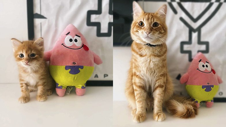 Котенок до и после спасения