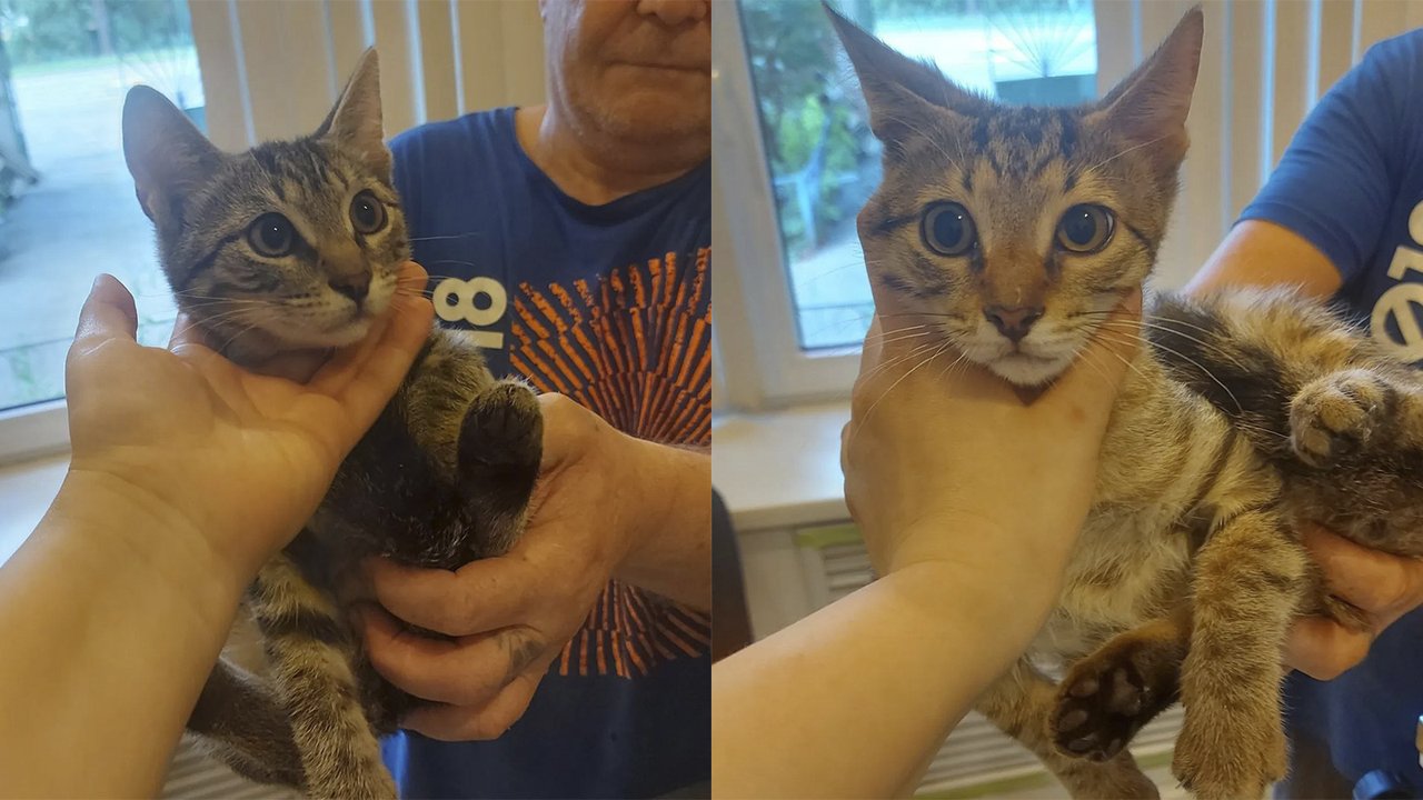 Котята Котята
