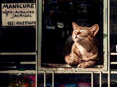 Даже котам из магазинов хочется понежиться под солнцем!