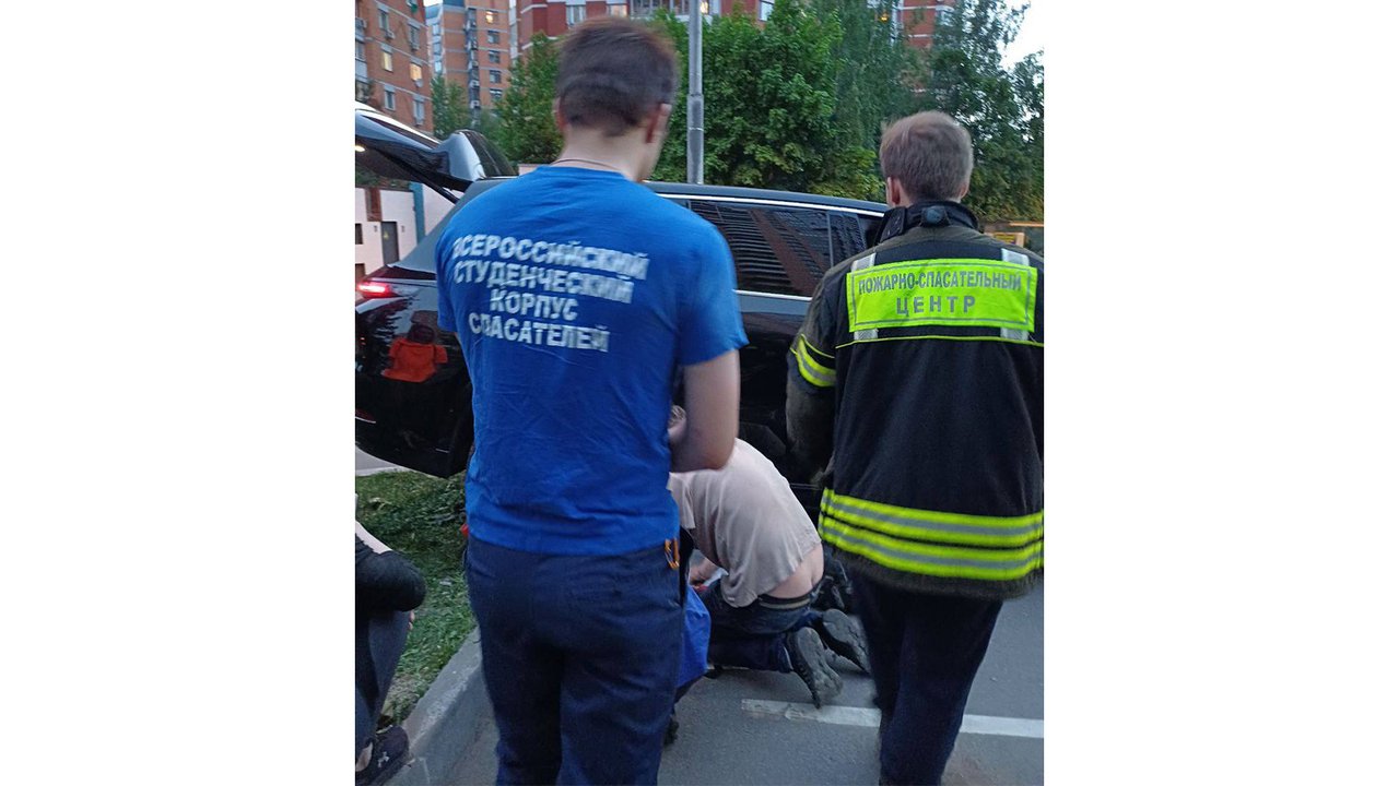 В Москве всем миром спасли котенка из-под машин В Москве всем миром спасли котенка из-под машин