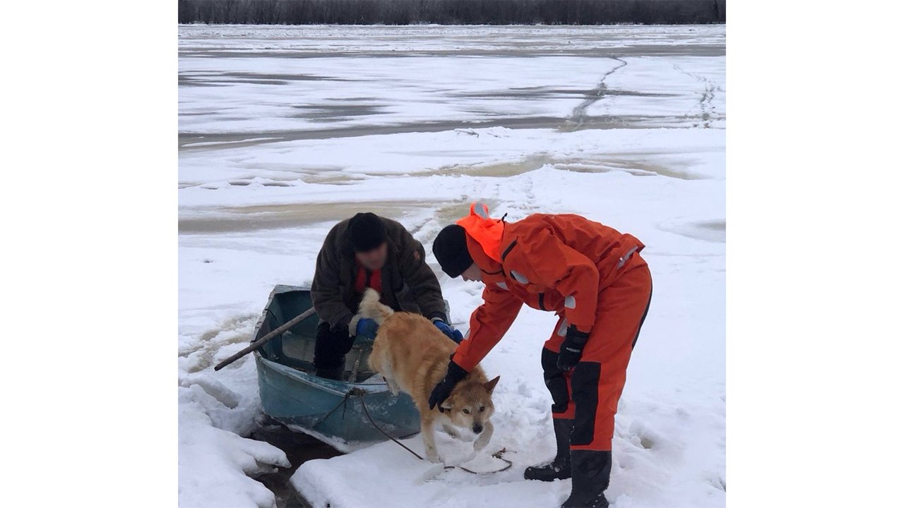 Под Архангельском хозяин спасал собаку и едва не погиб