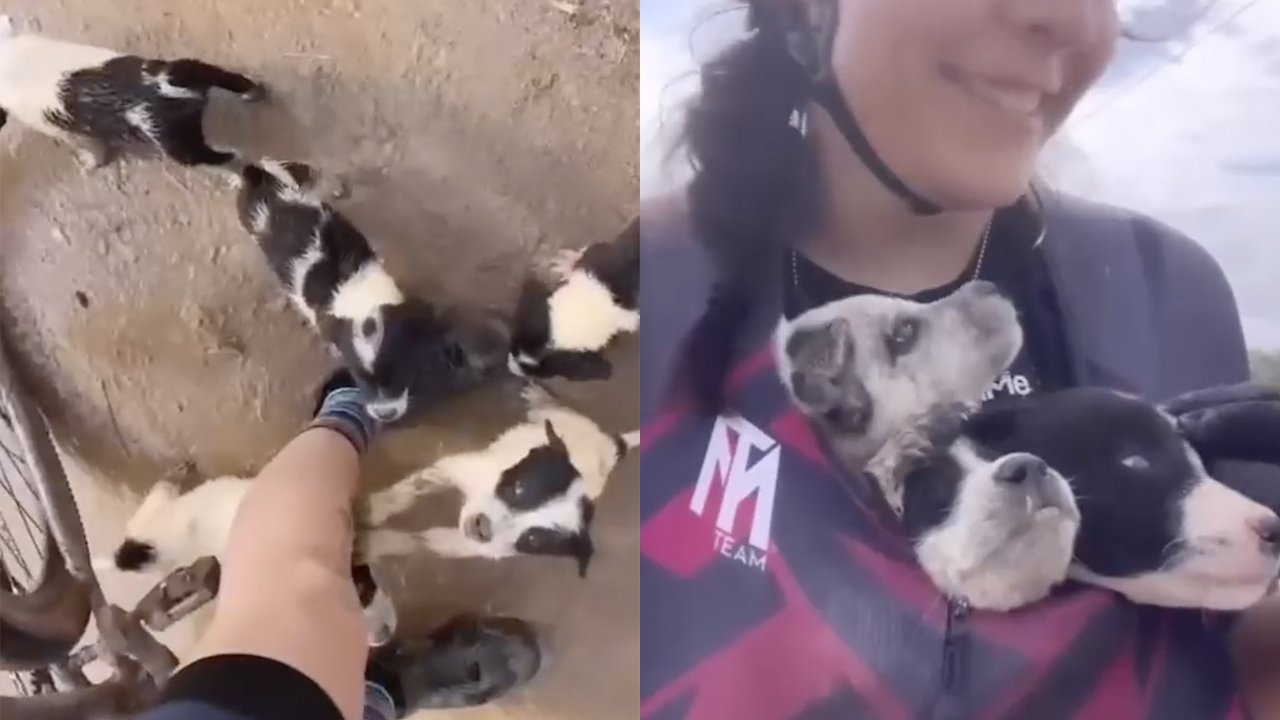 Щенята Щенята