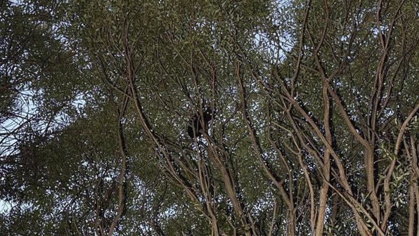 В Москве спасатели призвали не выгуливать кошек на шлейках