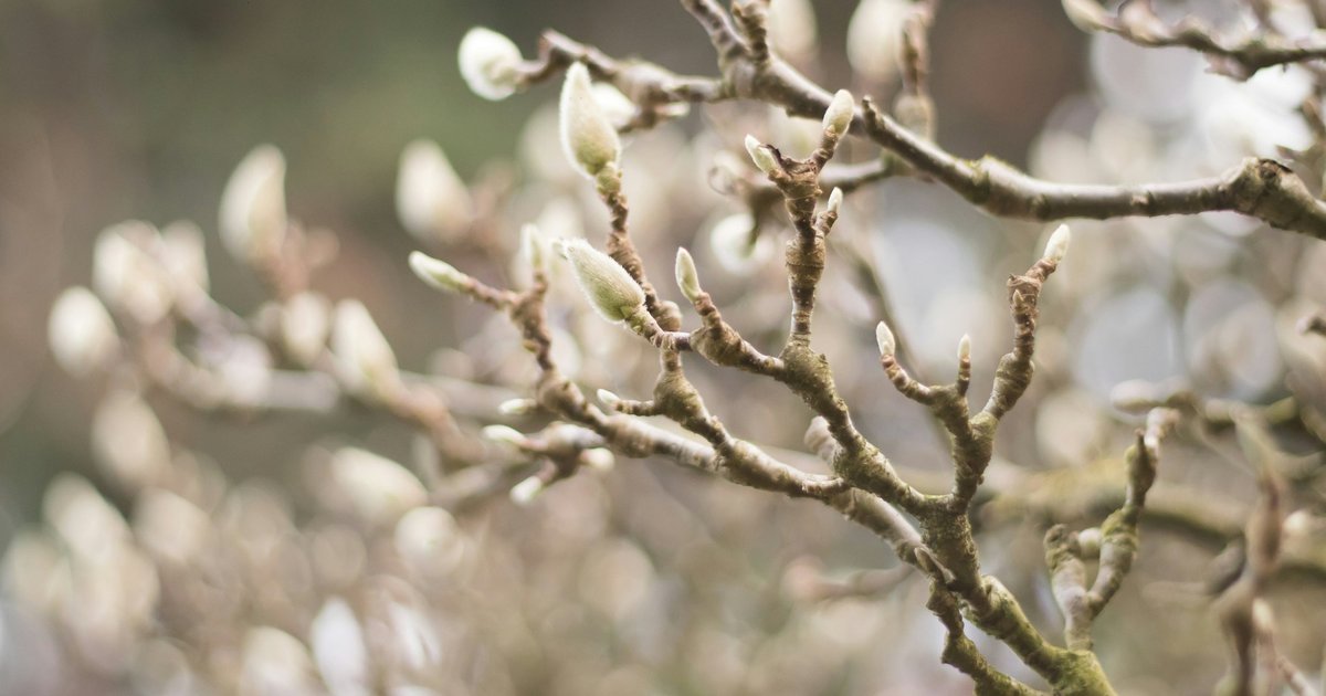 Experts tell us how to clean poplar buds from your car